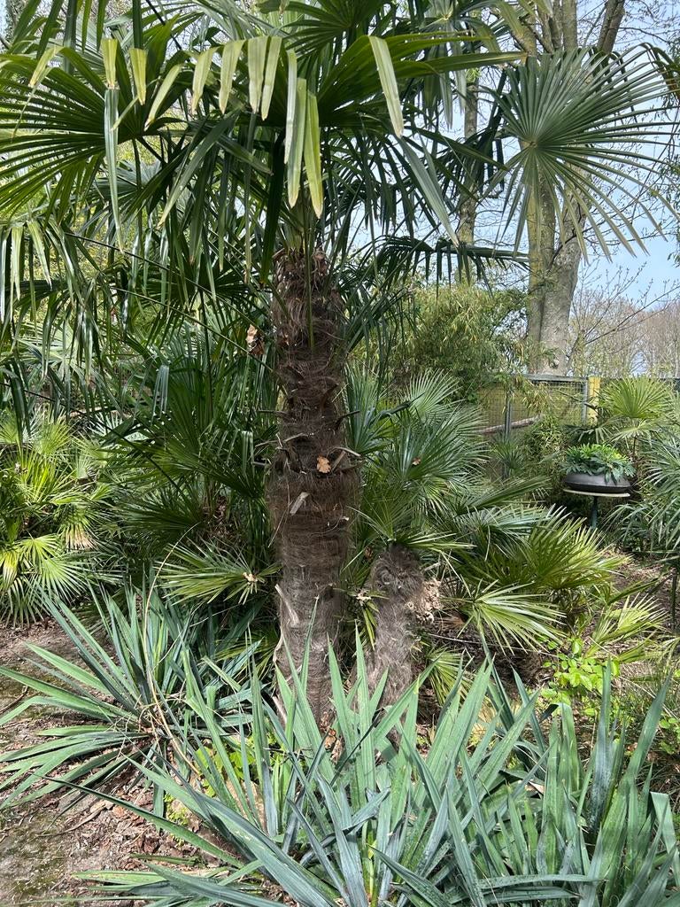 Trachycarpus Fortunei - Winterharde Palmboom (180cm), Volle zon, Vaste plant, Bloeit niet, Ophalen
