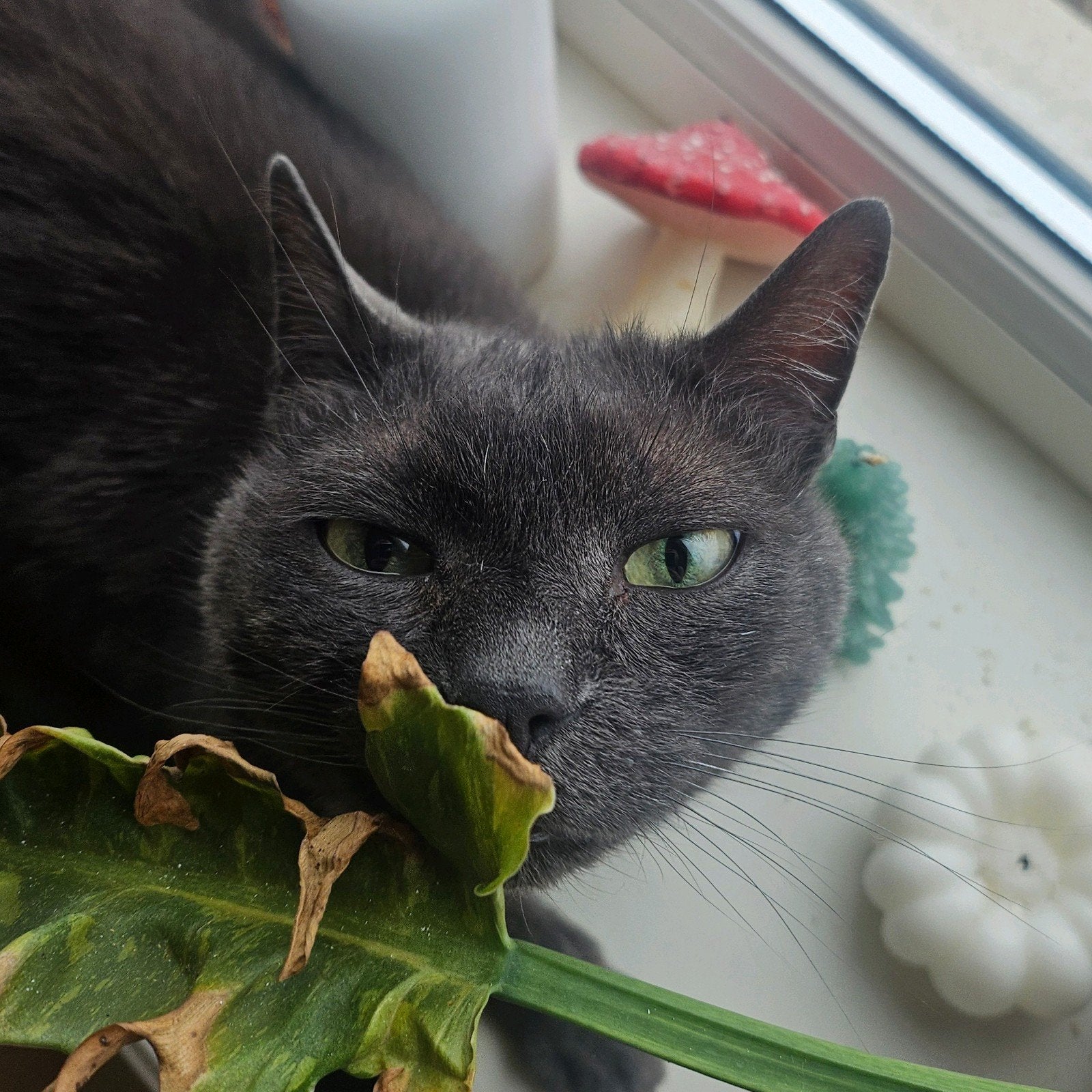 Poes Pip, Poes, Kortharig, 6 jaar of ouder