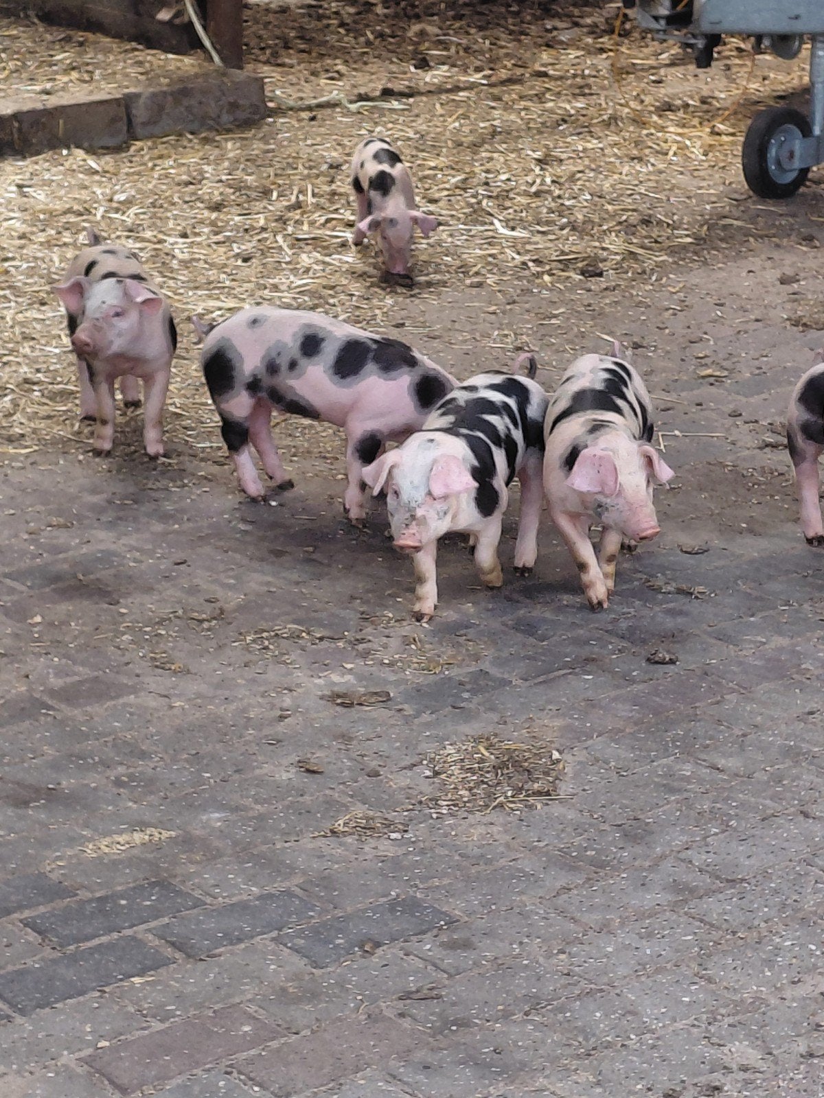 biggen, Dieren en Toebehoren, Meerdere dieren, Varken