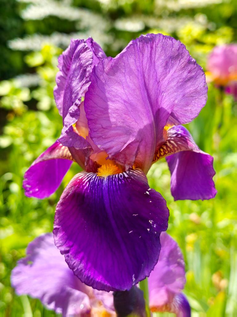 Iris Germánica 'Lent A. Williamson' baardiris, Tuin en Terras, Planten | Tuinplanten, Ophalen of Verzenden, Overige soorten, Volle zon