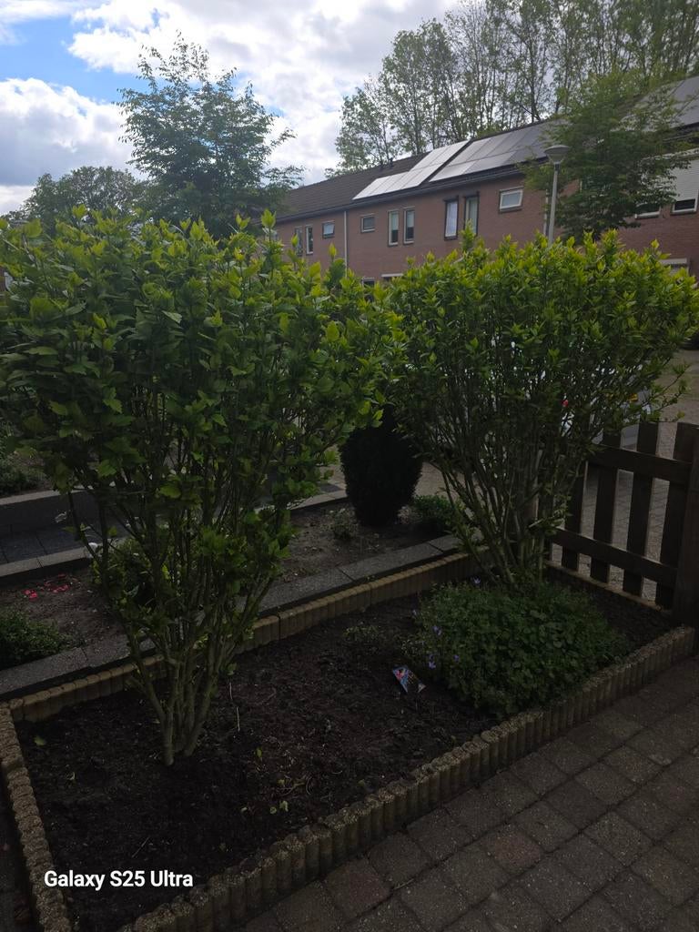 Hibiscus boom/struiken, Volle zon, 100 tot 250 cm, Zomer, Overige soorten