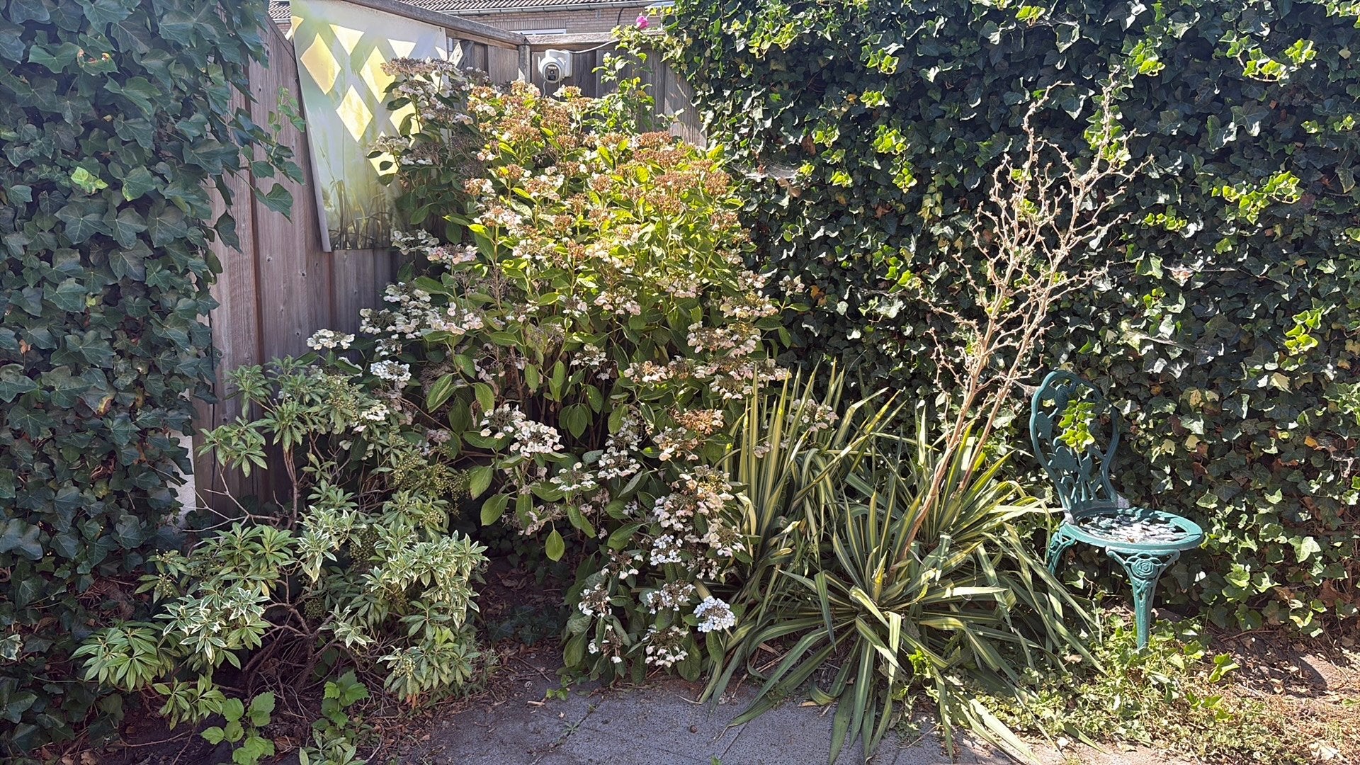 Diverse struiken, Klimop bodembedekking en meer, Tuin en Terras, Ophalen, Bodembedekkers, Vaste plant, Halfschaduw