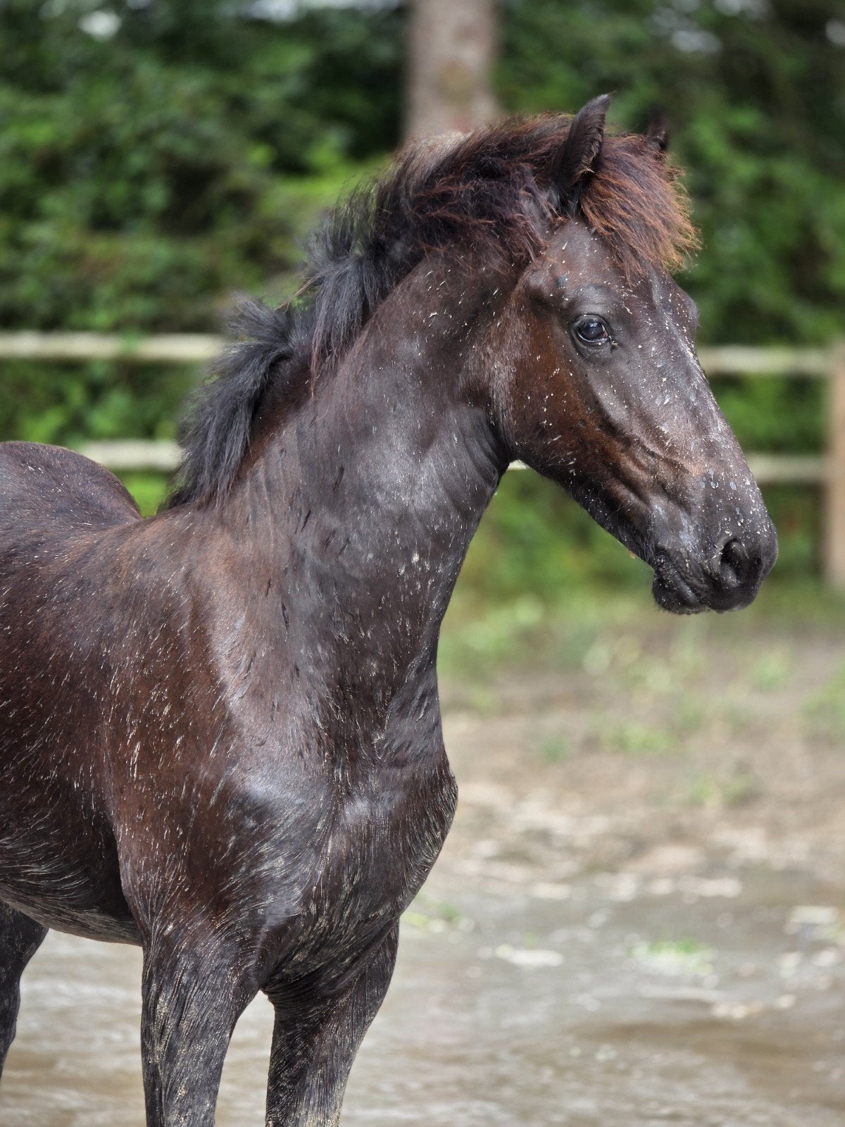 Vol papier Fries hengstveulen (Kanne x Yme), Hengst, 0 tot 2 jaar