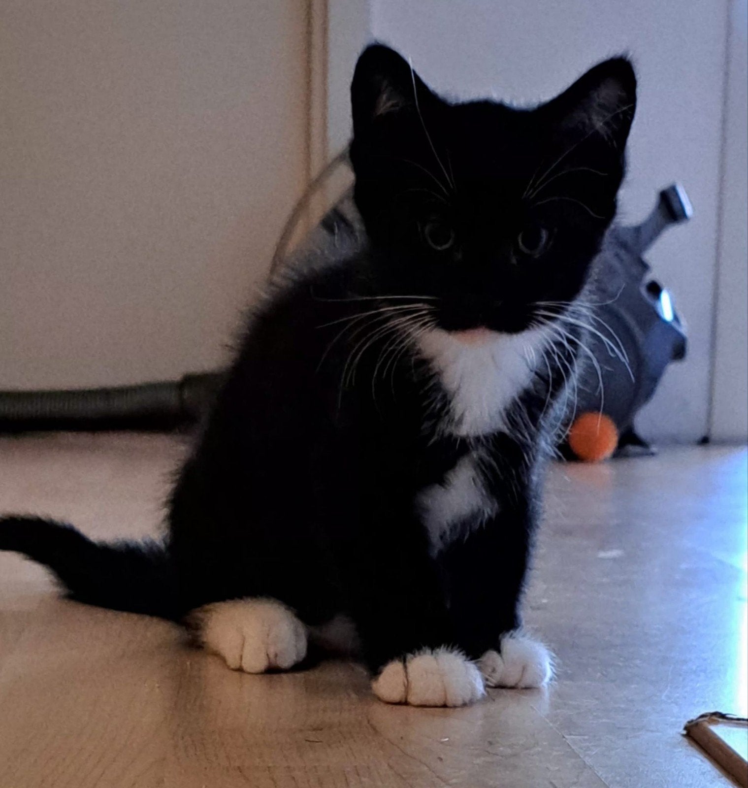 1x poesje  wegens annulering, Poes
