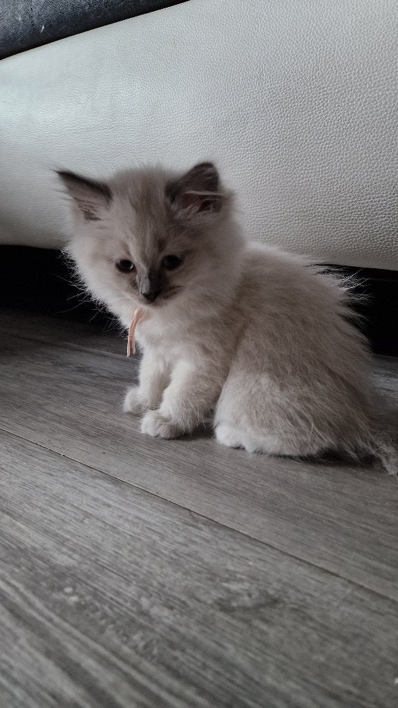 Super lieve Ragdoll Siamees kittens - poesje, Dieren en Toebehoren, Katten en Kittens | Raskatten | Langhaar, Poes, Ontwormd, 0 tot 2 jaar