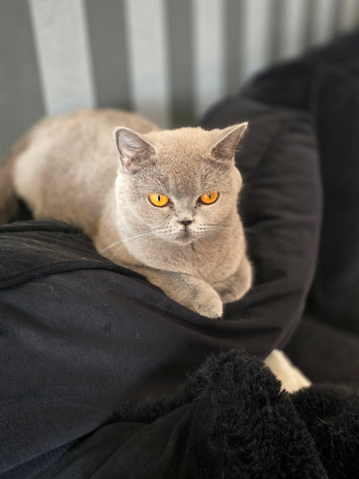 2 Britse korthaar poezen, Dieren en Toebehoren, Katten en Kittens | Raskatten | Korthaar, Poes, Gechipt, 3 tot 5 jaar