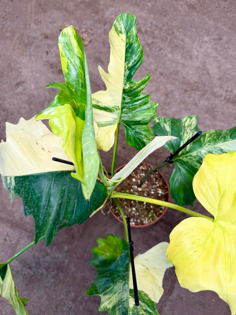 Philodendron Florida Beauty x Mayoi P15, Huis en Inrichting, Kamerplanten, Ophalen of Verzenden