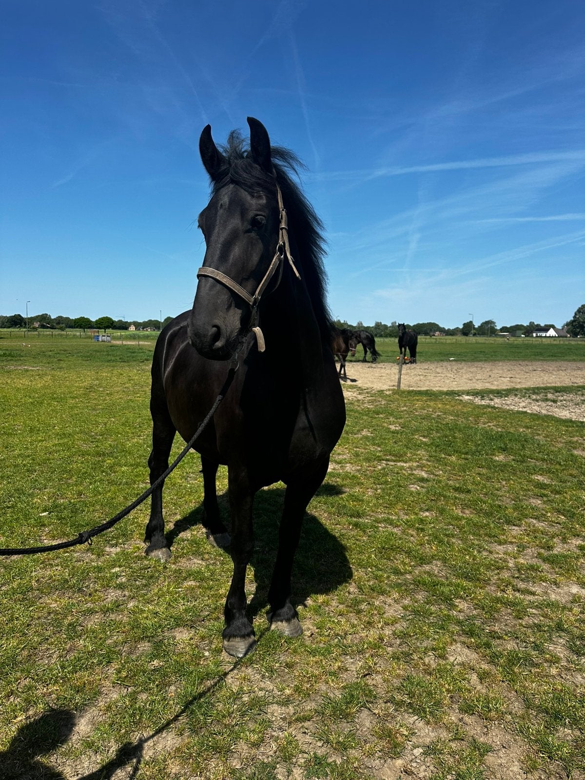 Dragende 4 jarige friese stermerrie(Matthys 504xSake 449), Dieren en Toebehoren, Paarden, Merrie, Met stamboom, Dressuurpaard