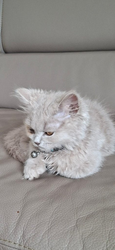 Brits Langhaar Kitten (Kater), Kater, Ontwormd, 0 tot 2 jaar