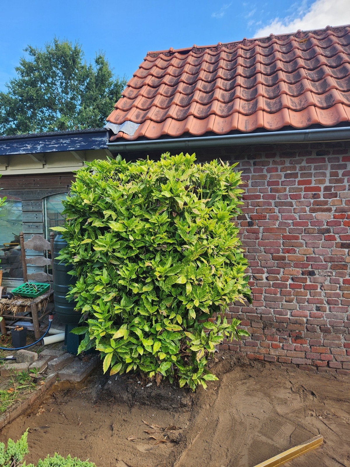 Gratis wintergroene struik, Vaste plant, Bloeit niet, Halfschaduw, Ophalen