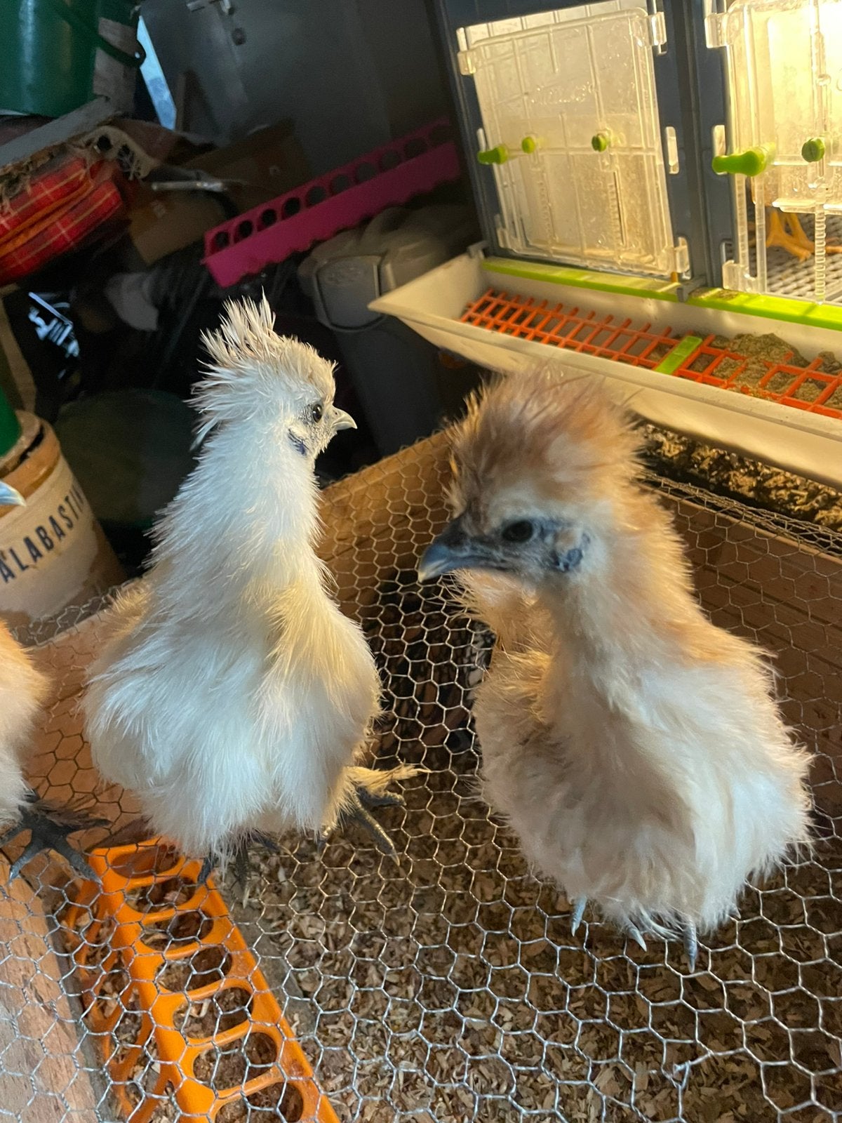 Zijdehoen 3 hennen en een haan ook los te koop, Dieren en Toebehoren, Meerdere dieren, Kip