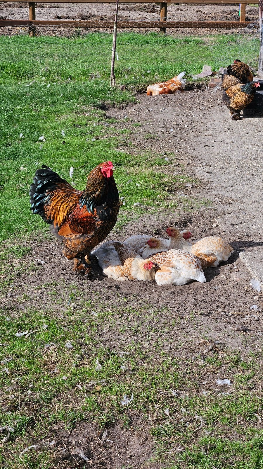 Wyandottes net aan de leg, Vrouwelijk, Kip