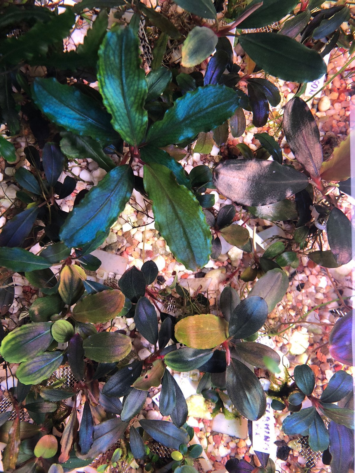 Bucephalandra br Apollo, Dieren en Toebehoren, Ophalen of Verzenden, Plant(en), Steen of Hout