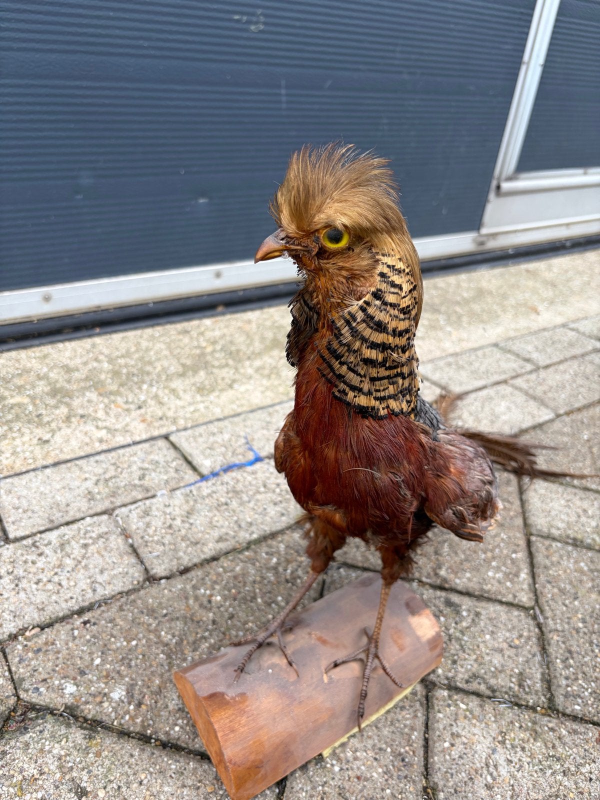 Opgezette Fazant - Decoratieve Vogel, Ophalen of Verzenden, Gebruikt