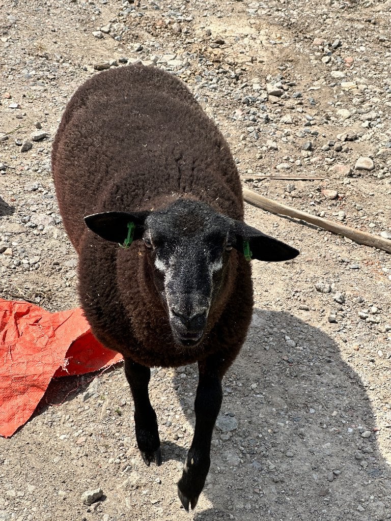 Swifter dekram zwart, Mannelijk, Schaap, 0 tot 2 jaar