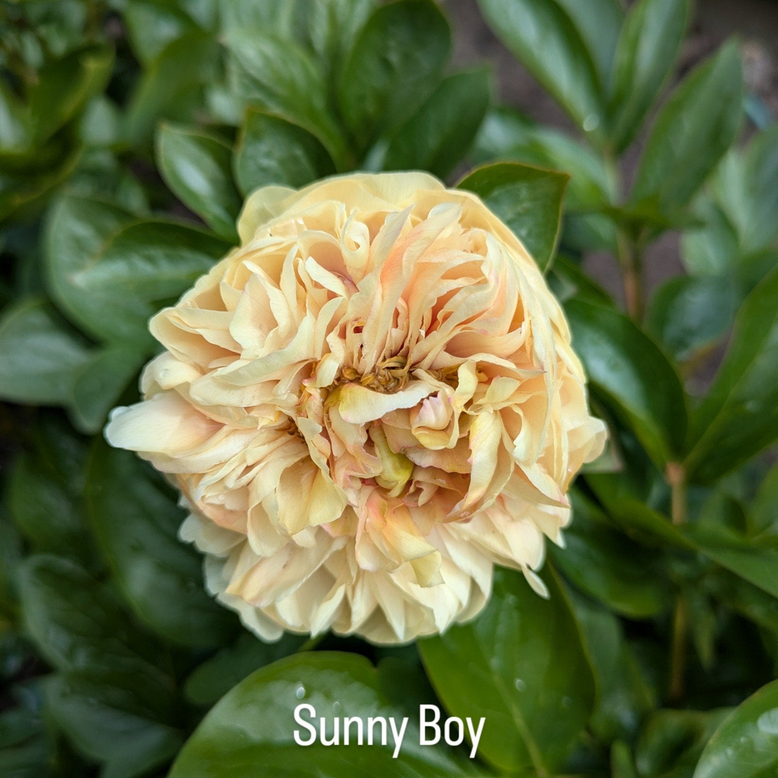 Pioenrozen Sunny Boy, Overige soorten, Volle zon, Vaste plant, Ophalen of Verzenden