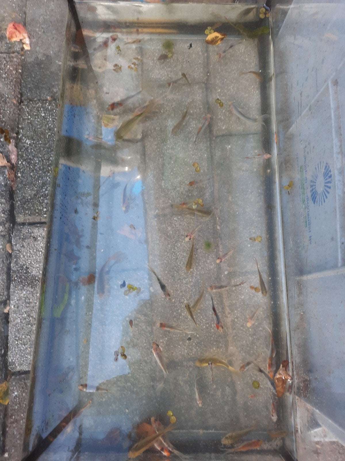 Japanse goudvis, Tuin en Terras, Ophalen, Glas, Aluminium