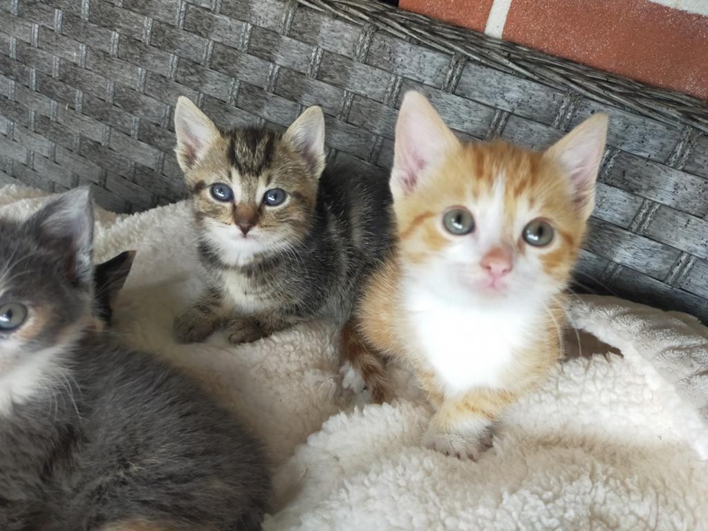 Super lieve kittens, Meerdere dieren, Ontwormd