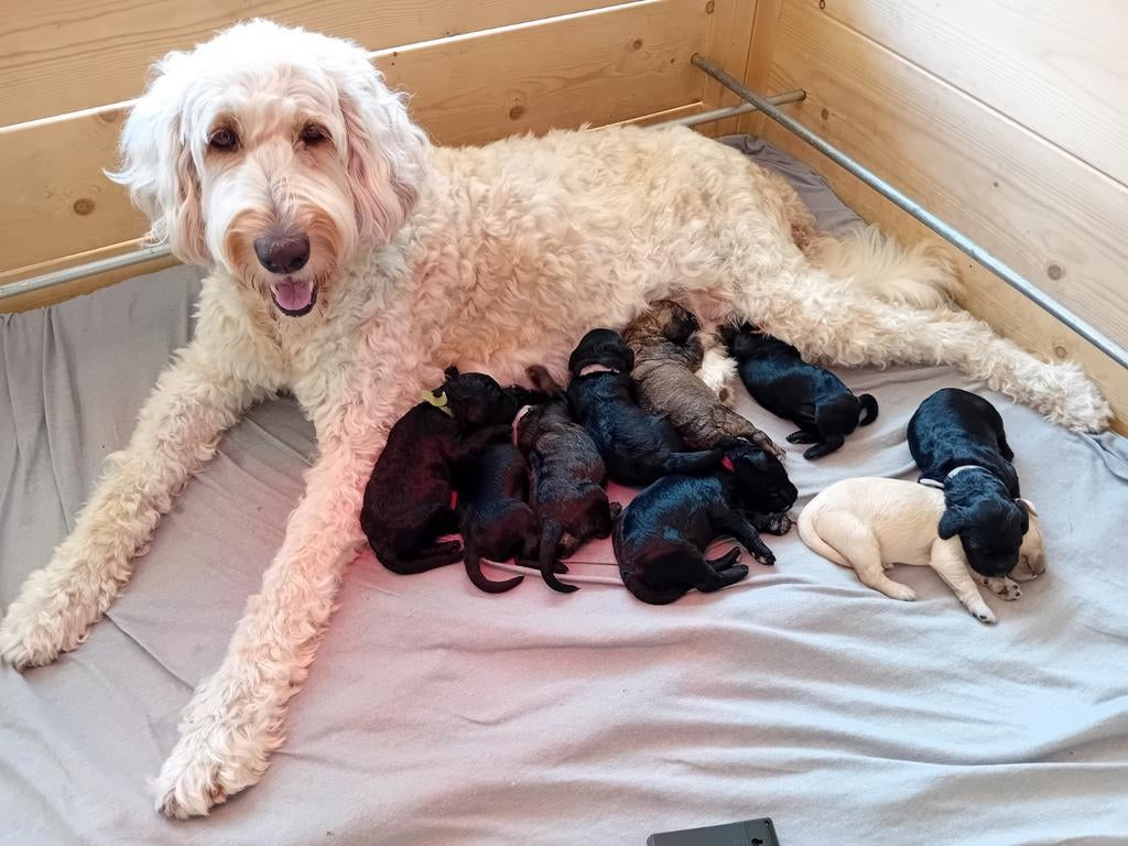 Labradoodle pups, Dieren en Toebehoren, Overige rassen, 8 tot 15 weken, Meerdere, Meerdere dieren