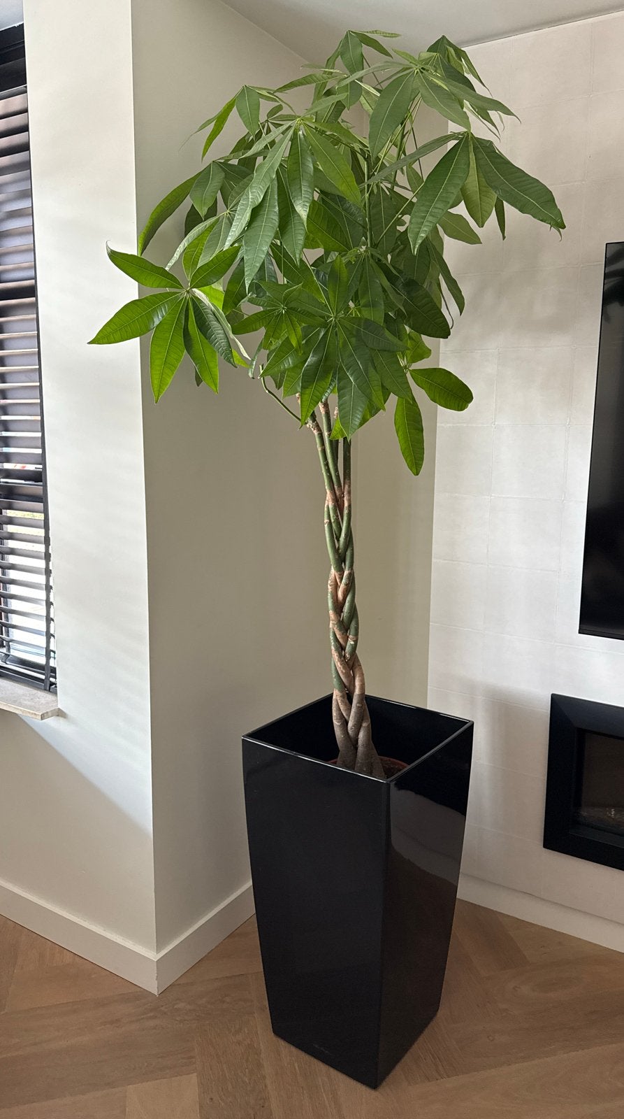 Prachtige Geldboom (Pachira Aquatica) - Gezond & Decoratief, In pot, 150 tot 200 cm, Groene kamerplant, Halfschaduw