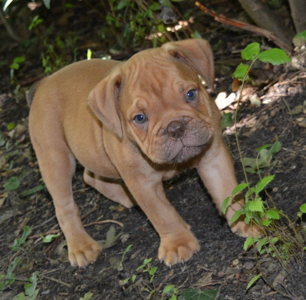 Engelse Bulldog Reu, MAG VERHUIZEN !!!, Dieren en Toebehoren, Honden | Bulldogs, Pinschers en Molossers, Parvo, Reu, 8 tot 15 weken