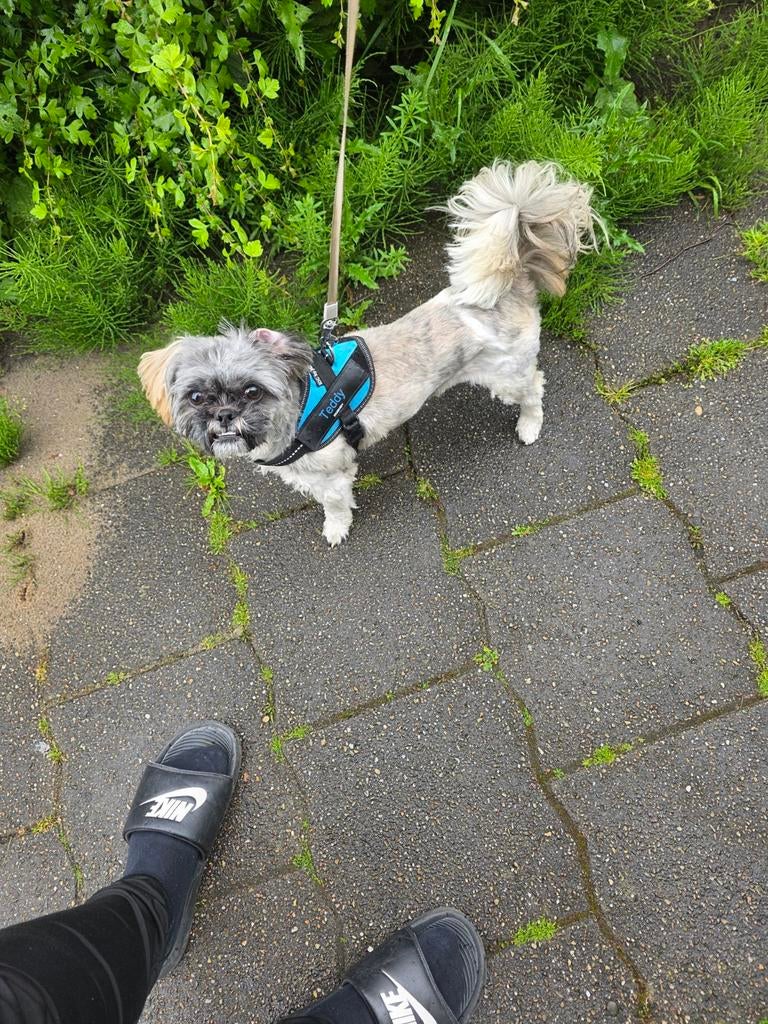 Shih tzu, Diensten en Vakmensen