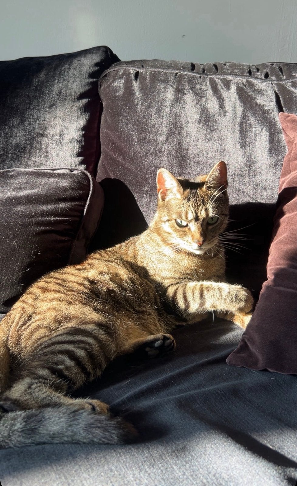 Katte oppas gezocht