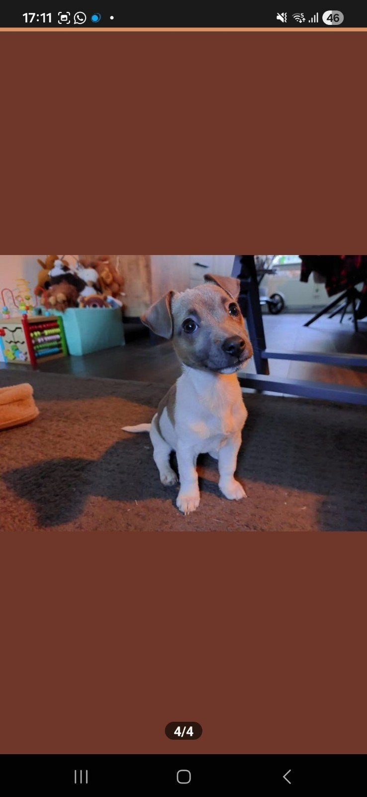 Lieve jack russel teef zoekt nieuw thuis, Dieren en Toebehoren, Honden | Jack Russells en Terriërs, Parvo, Teef, Eén hond, Nederland