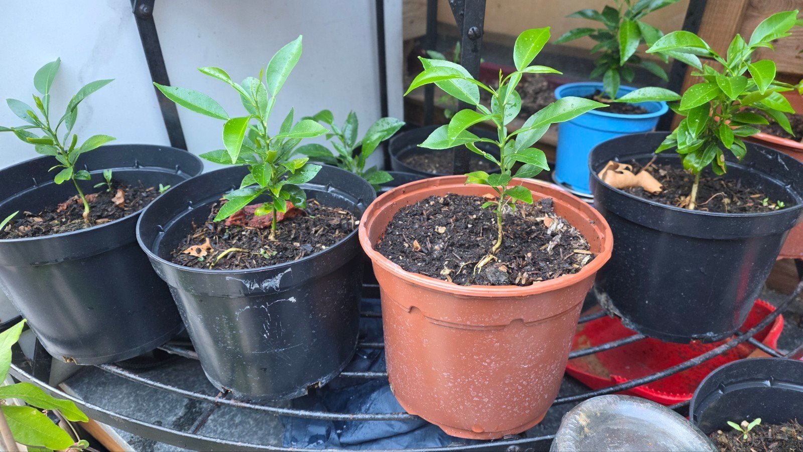 Yuzu zaailingen (2 jaar oud) - biologisch, Tuin en Terras, Verzenden, Overige soorten, Volle zon
