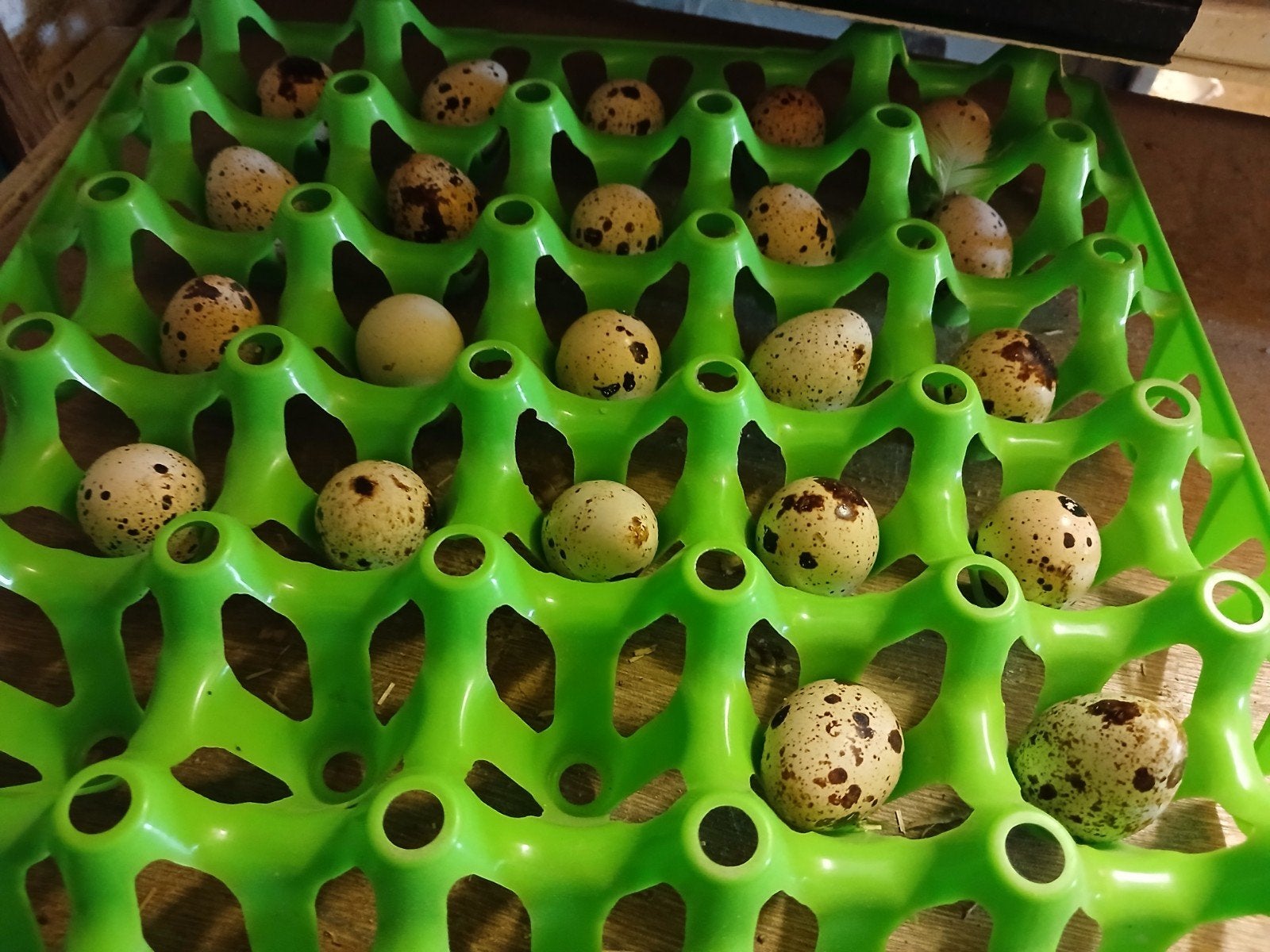 broedeitjes Japanse en Jumbo en Chinese dwergkwartels kwarte, Dieren en Toebehoren, Pluimvee | Toebehoren, Ophalen of Verzenden