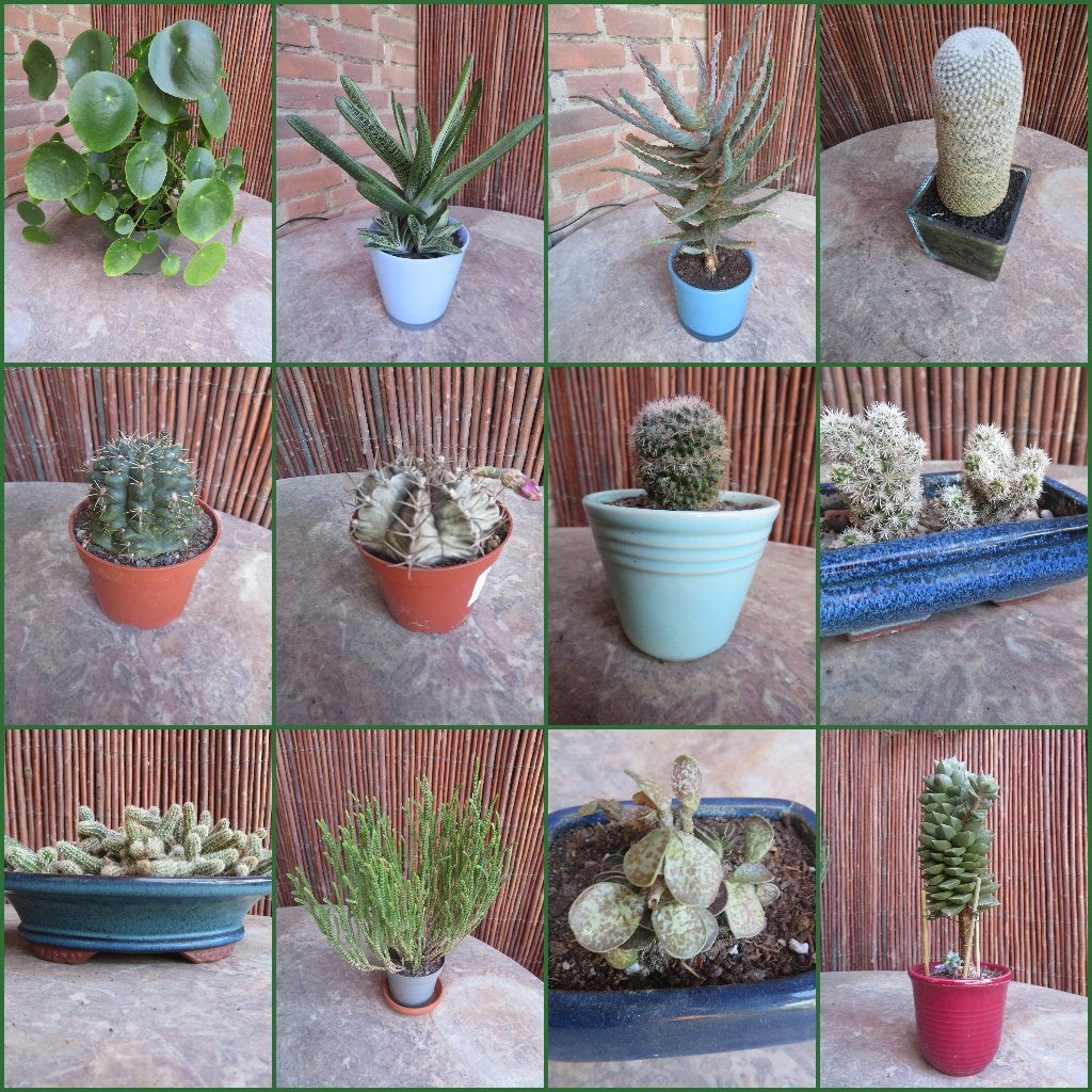 KAMERPLANTEN CACTUSSEN VETPLANT PANNEKOEKPLANT 12 stuks, Ophalen, In pot, Volle zon, Minder dan 100 cm