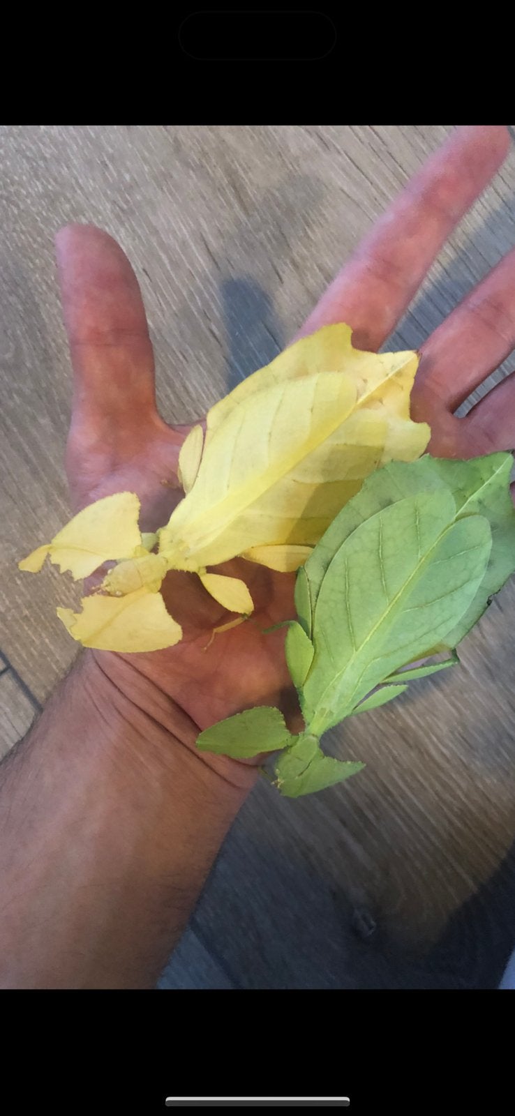 Eitjes van het wandelend blad Cryptophyllium Limogesi, Wandelende tak