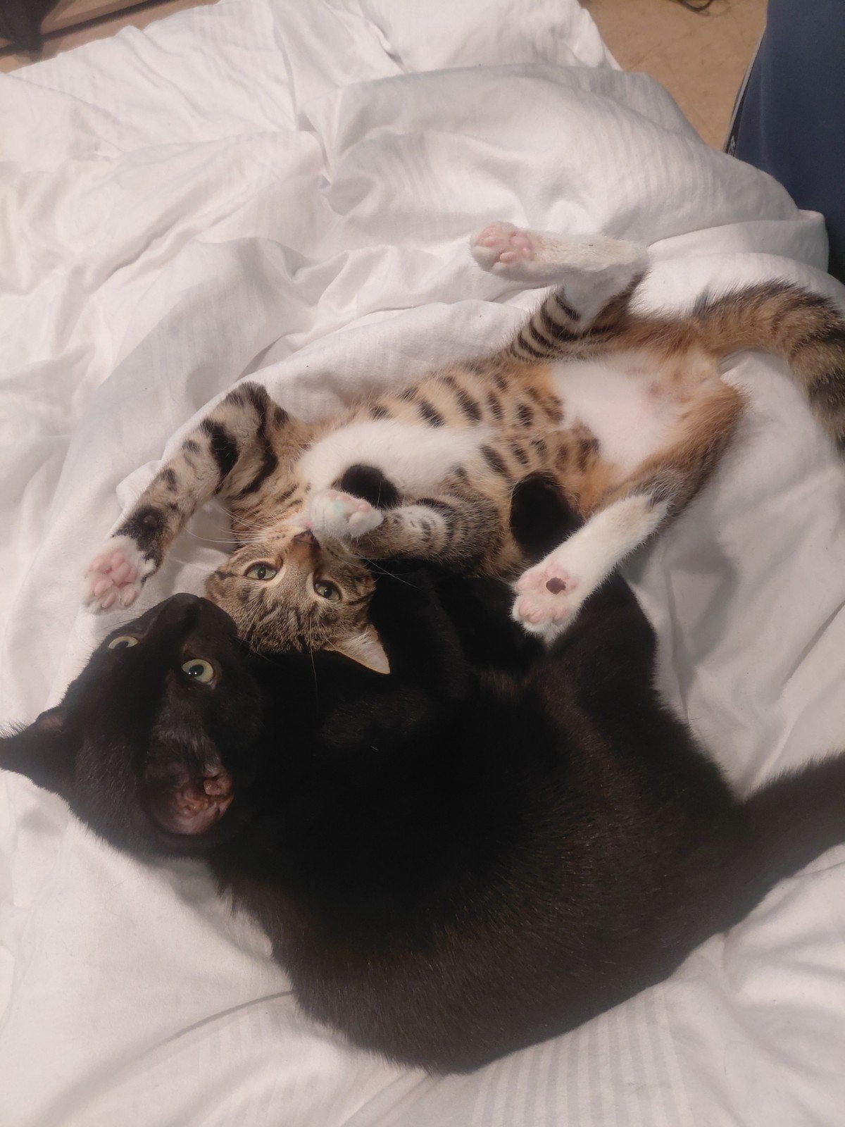Spoed! 2 speelse kittens liefts samen 😊 (mogen apart), Kater, Kortharig, 0 tot 2 jaar