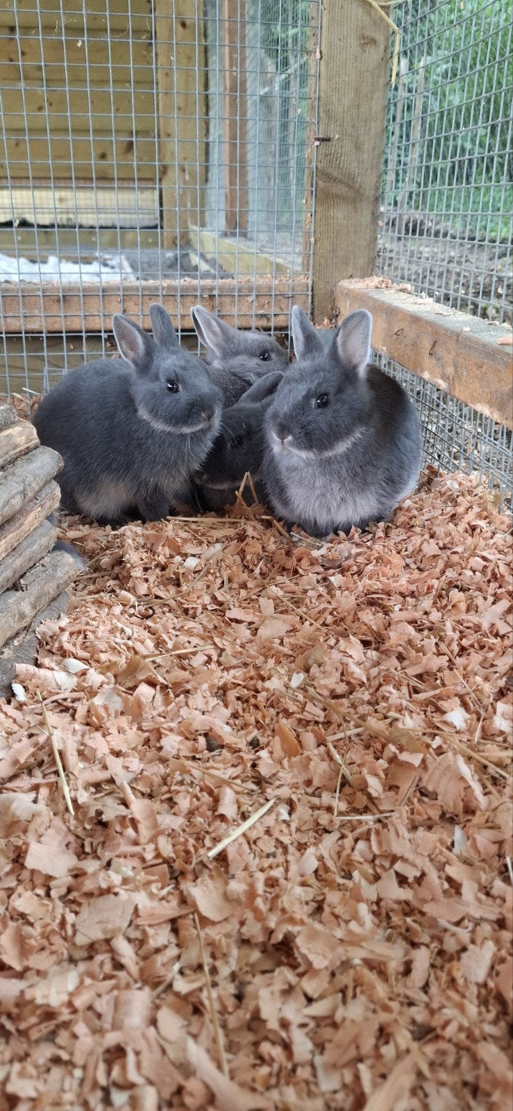 Baby konijntjes 10 weken, Geslacht onbekend, Dwerg