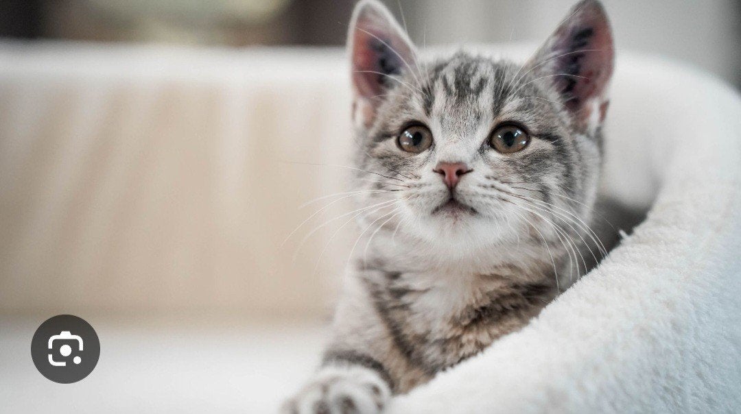 Aanbod oppas katten, Ophalen