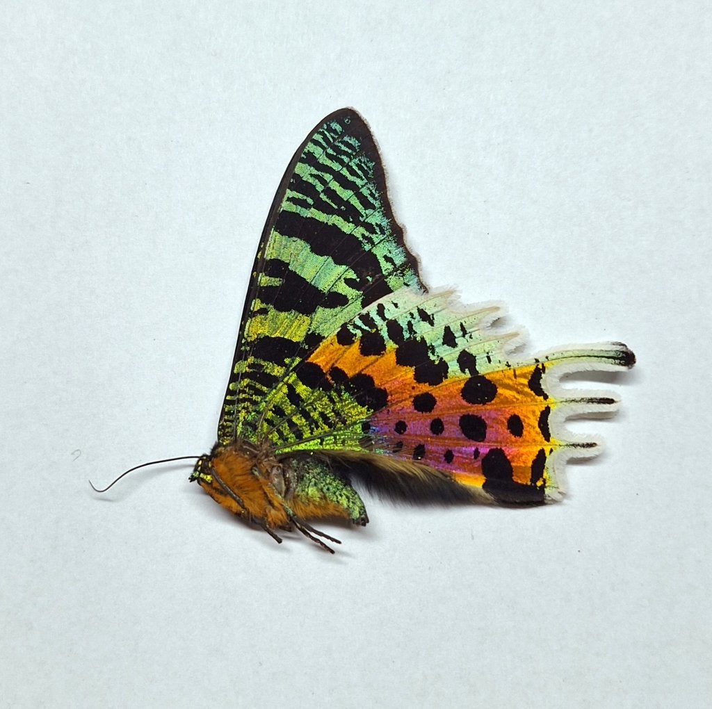 Ongeprepareerde vlinder Urania ripheus mot, Ophalen of Verzenden, Nieuw, Insect, Opgezet dier