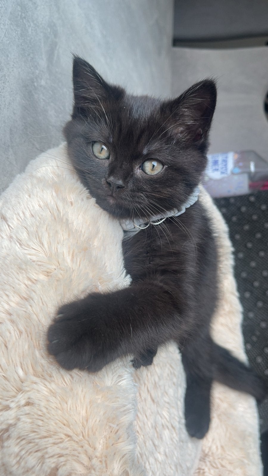 Zwarte britse korthaar kitten, Kater, Ontwormd, 0 tot 2 jaar