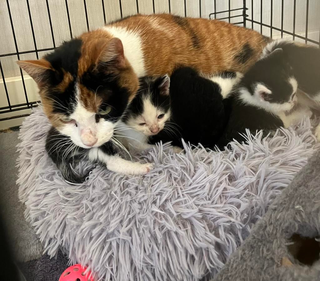 Boerderij kittens, Dieren en Toebehoren, Katten en Kittens | Overige Katten, Meerdere dieren, 0 tot 2 jaar