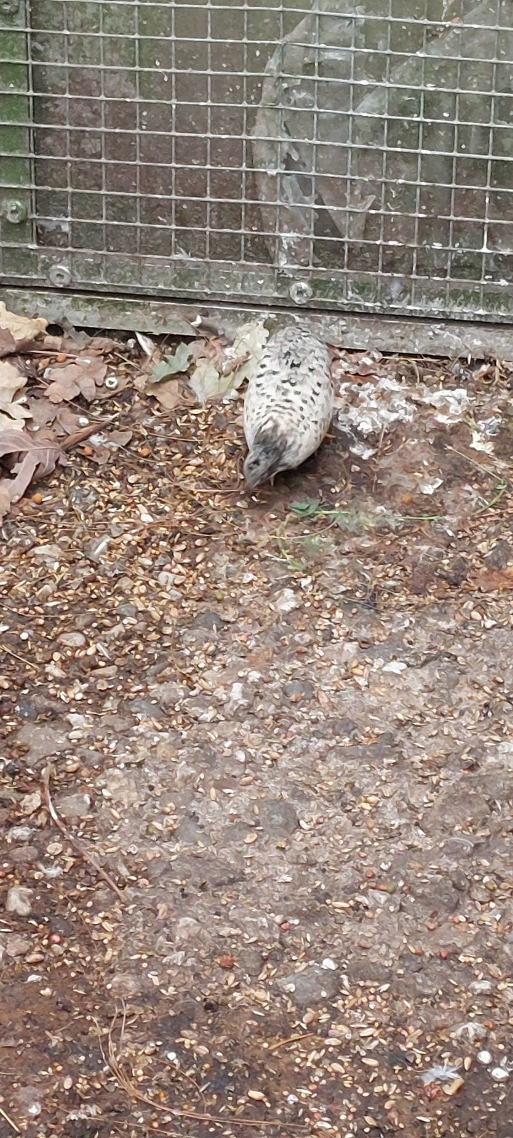 Koppel dwergkwartels natuurbroed., Dieren en Toebehoren, Meerdere dieren