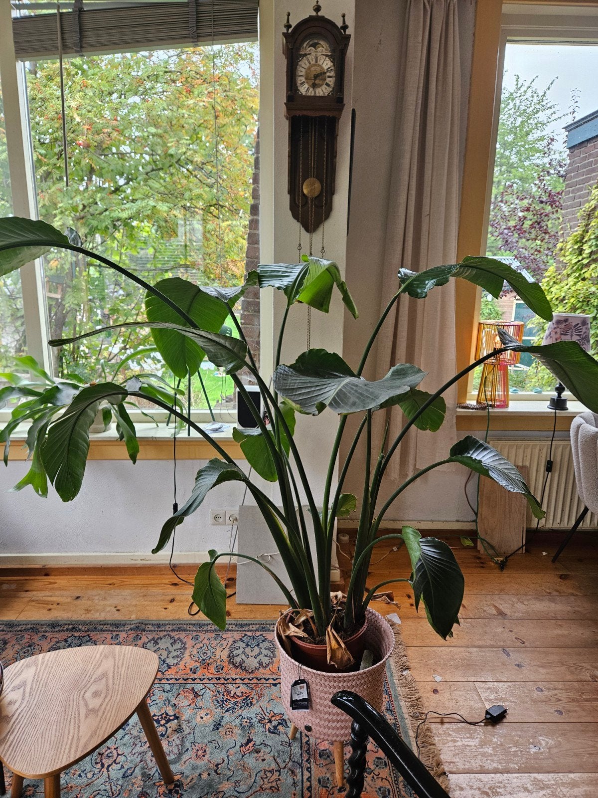 Grote Strelitzia Nicolai - Paradijsvogelplant, Antiek en Kunst, Ophalen