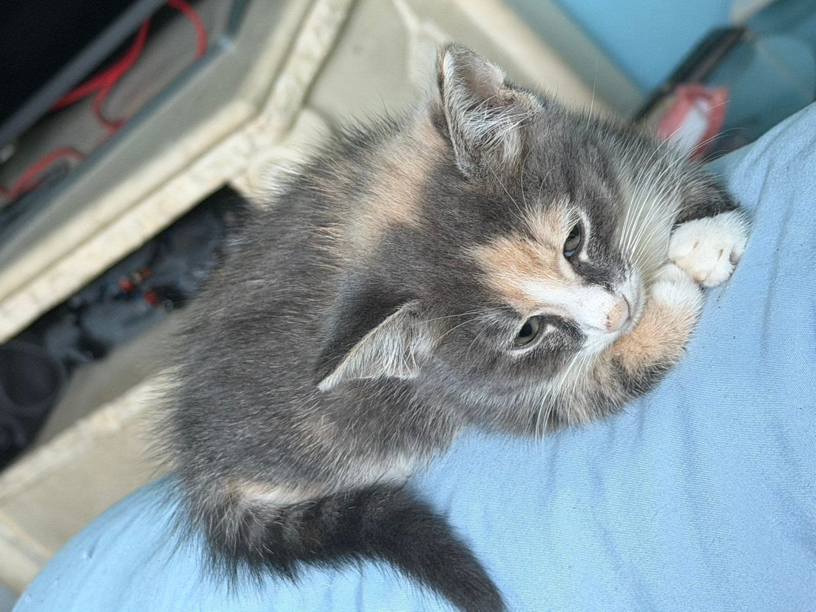 mooi blauw, wit crème lapjes poesje, Dieren en Toebehoren, Poes, Kortharig, 0 tot 2 jaar