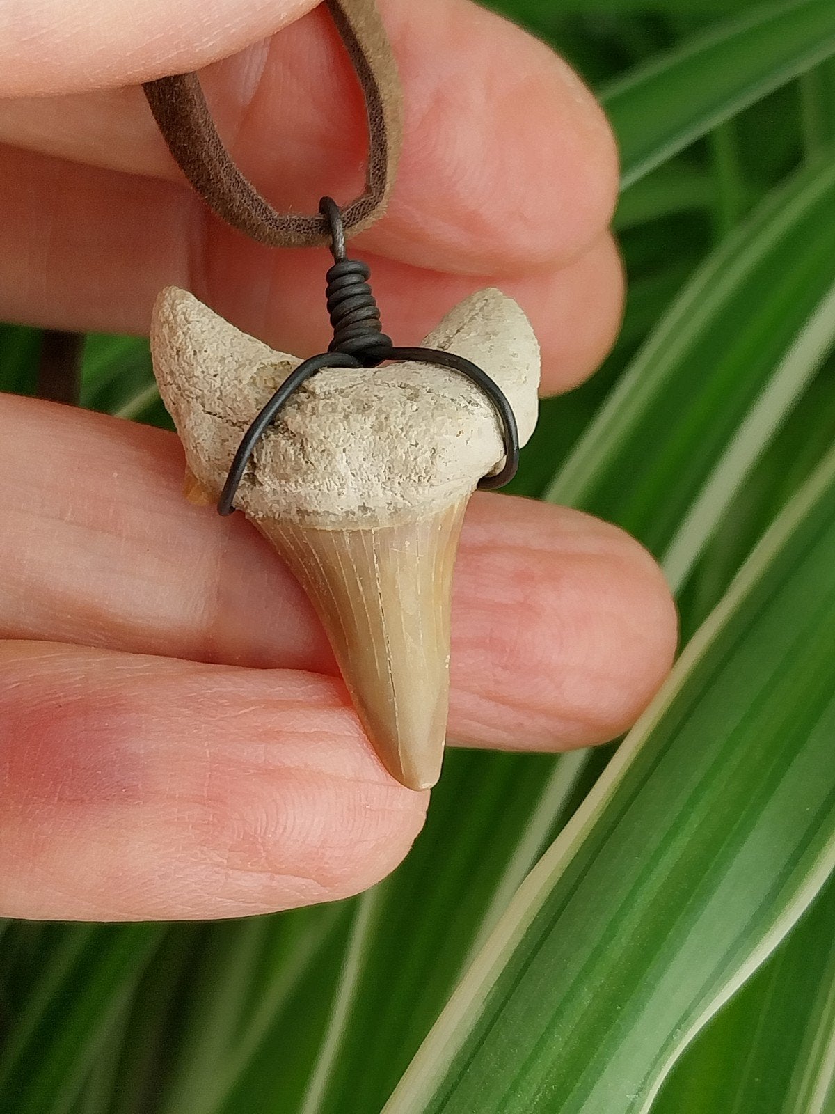 Fossiele Haaientand ketting #16685, Verzenden, Gebruikt, Bruin, Met hanger