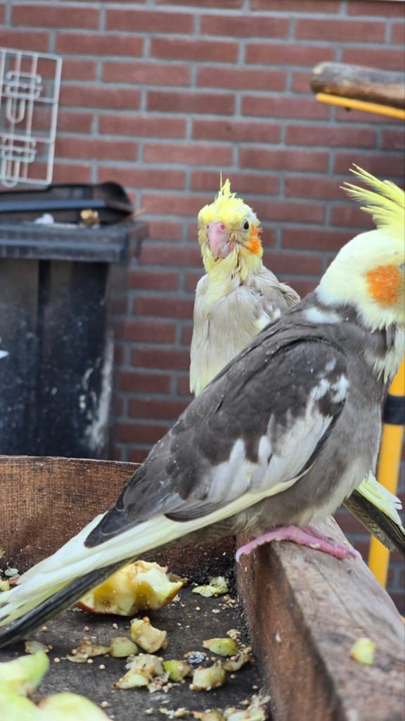 Valkparkieten 2026 #Tam #Freeflight, Dieren en Toebehoren, Vogels | Parkieten en Papegaaien, Meerdere dieren, Parkiet, Tam