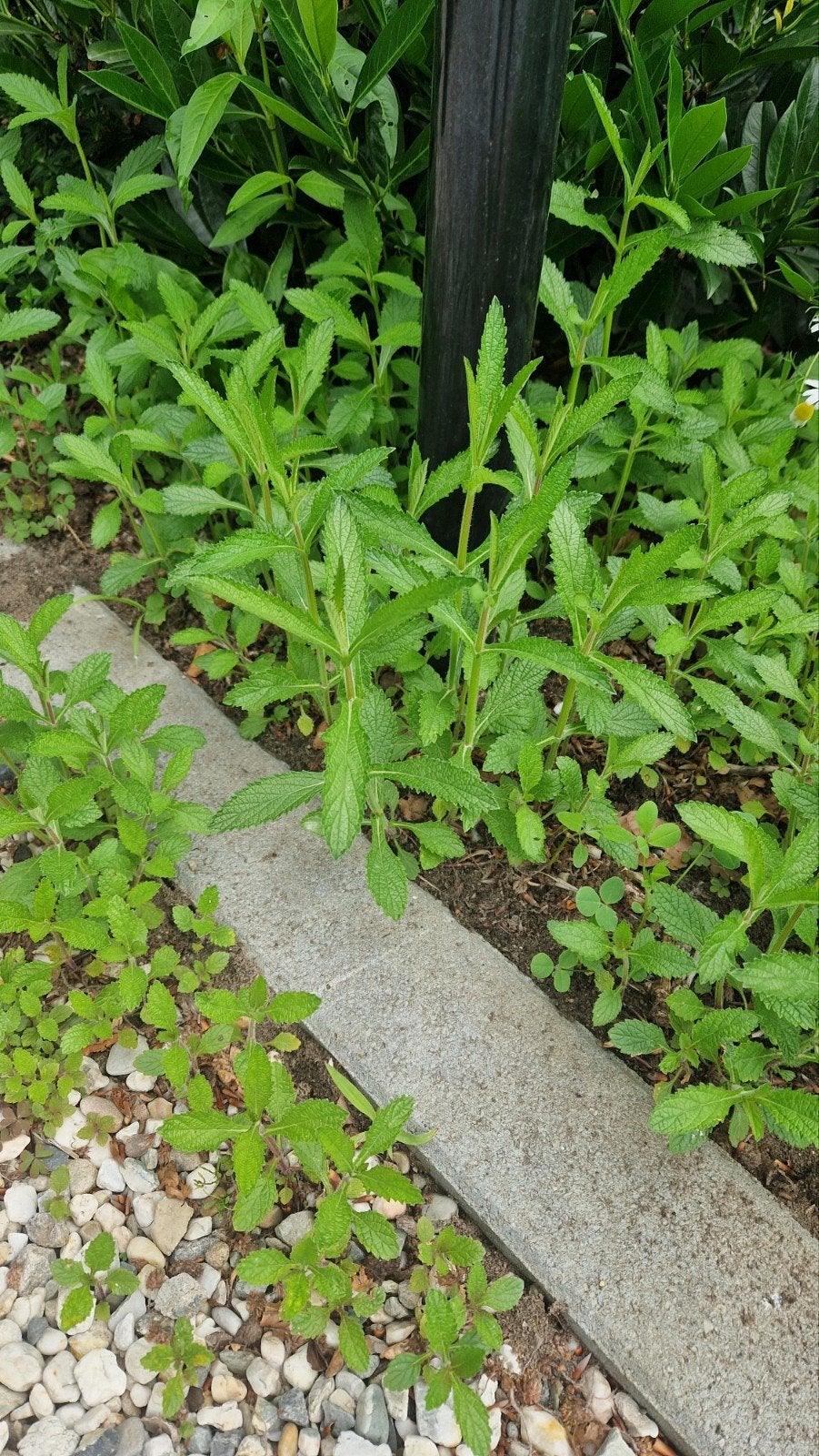 Verbena bonariensis IJzerhard, Tuin en Terras, Ophalen, Overige soorten, Minder dan 100 cm