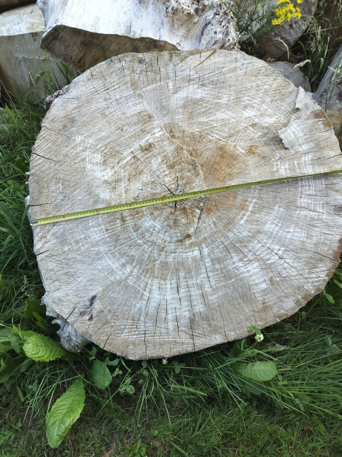 Boomstam schijven - Diverse diameters op voorraad, Tuin en Terras, Bloembakken en Plantenbakken, Ophalen