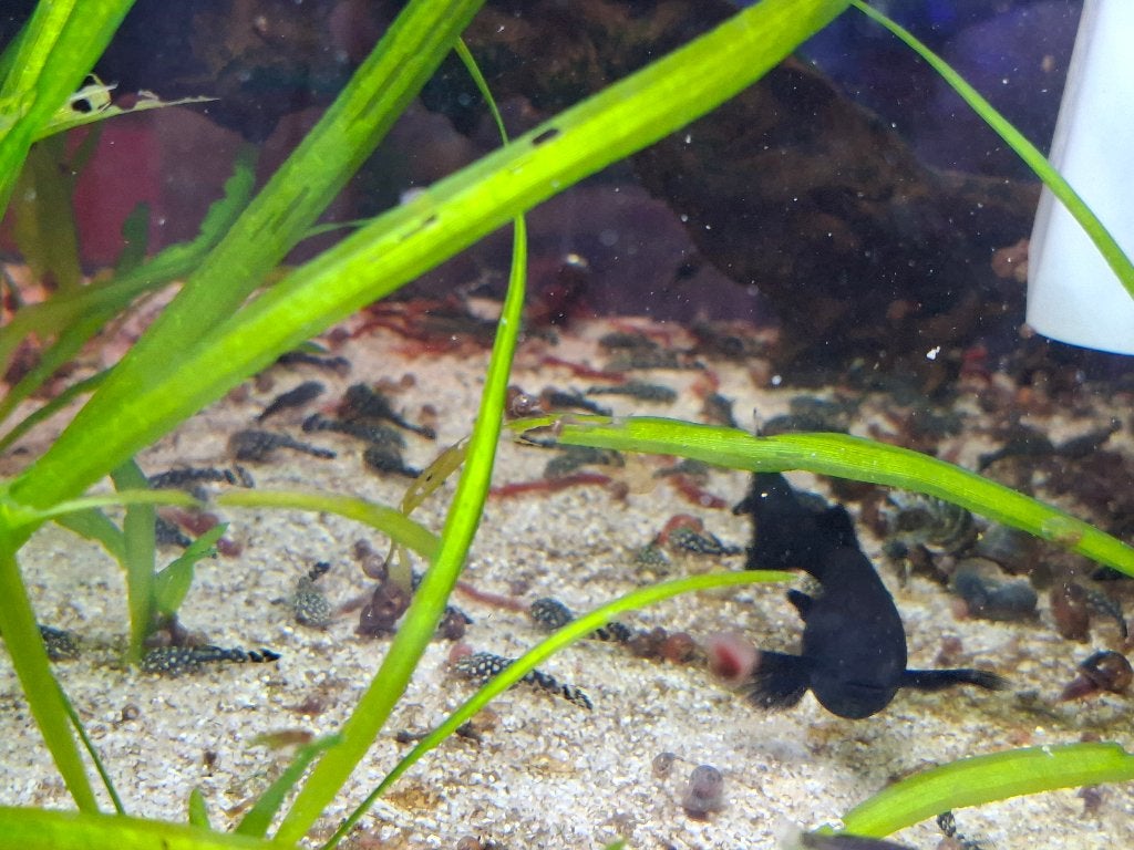 jonge visjes Black Molly, Poecilia Sphenops Black, Vis, Zoetwatervis