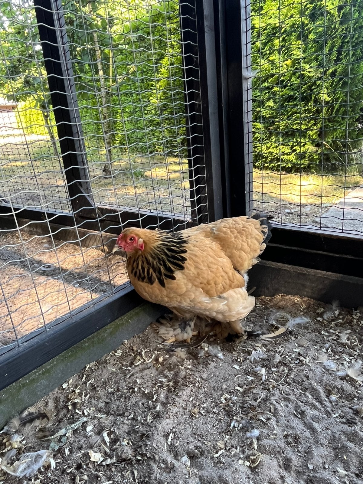 Brahma kriel, Dieren en Toebehoren, Pluimvee, Vrouwelijk, Kip