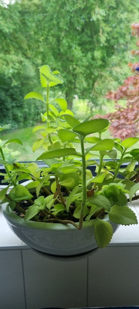 Prachtige Cubaanse Oregano Plant in Pot, Ophalen, Halfschaduw, In pot, Minder dan 100 cm