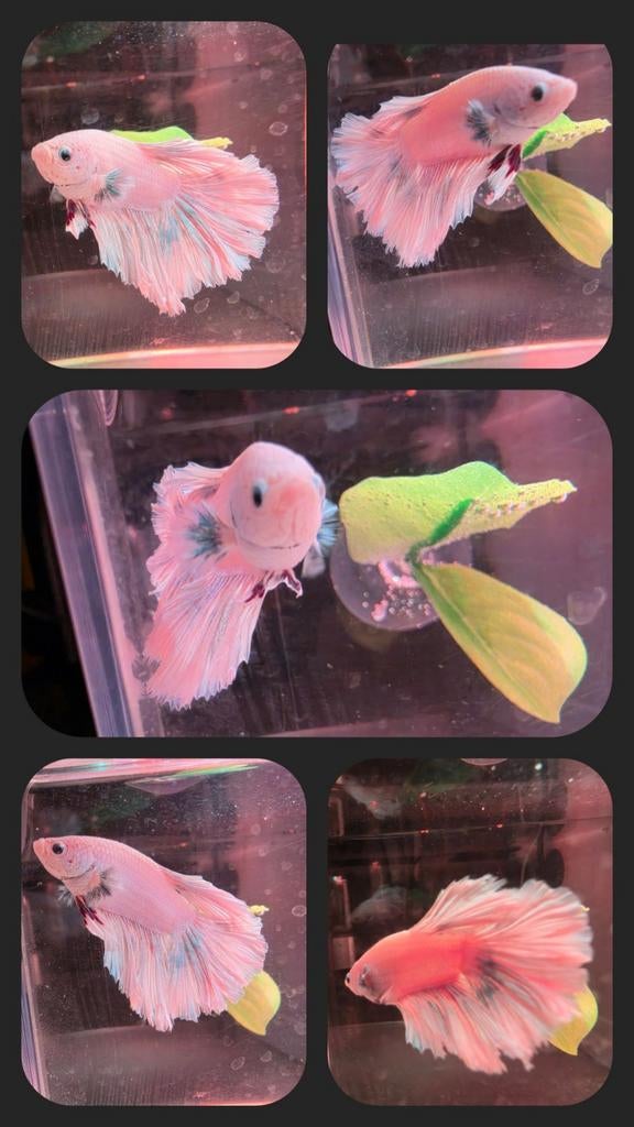 Prachtige Betta-man roze, blauw, wit, Dieren en Toebehoren, Vissen | Aquariumvissen, Vis