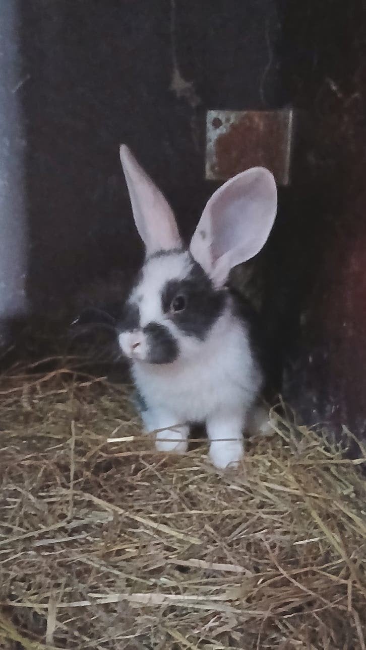 Mooie duitse reus konijnen, Dieren en Toebehoren, Meerdere dieren, Groot